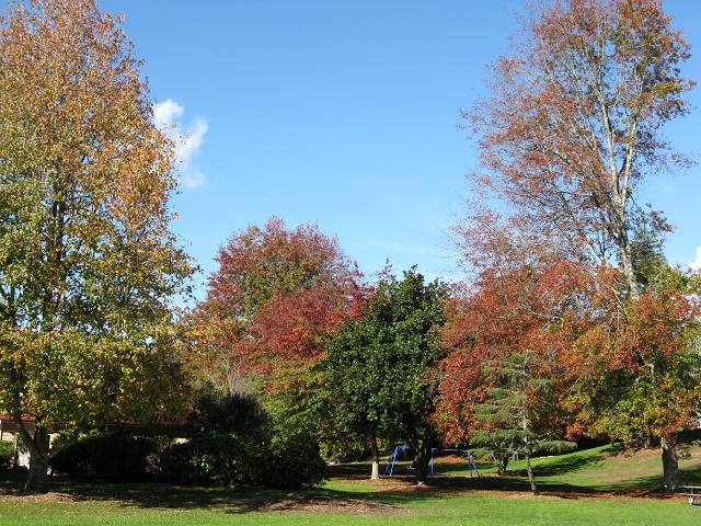 At Lindsay Park- Cambridge Tree Trust